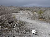 Galapagos 7-1-04 Genovesa Prince Philips Steps Birds In Palo Santo Trees Genovesa is a magnificent site for birds. The 750m trail winds through thick stands of palo santo, with frigatebirds, Nazca masked boobies, and red-footed boobies.